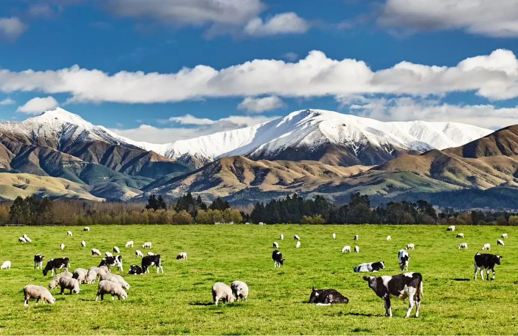 NZ-2
